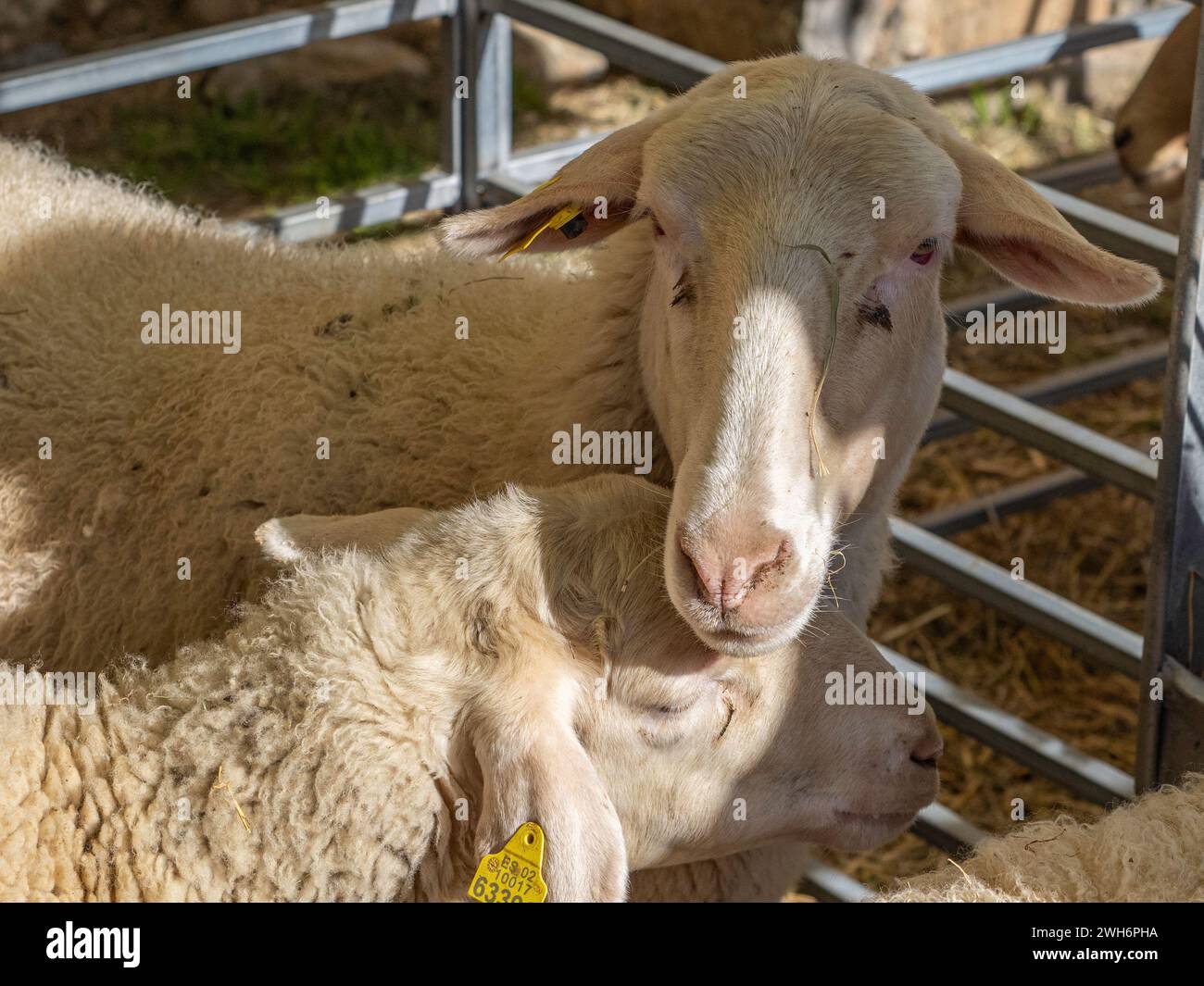 Sheep and cute baby lamb eat organic food together on the farm. The best moments of lovely pets. Stock Photo