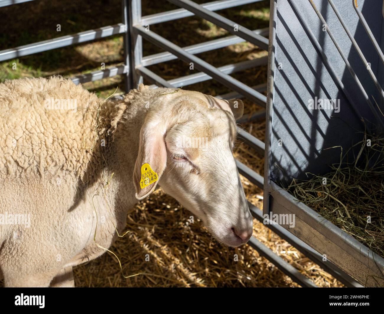 Sheep and cute baby lamb eat organic food together on the farm. The best moments of lovely pets. Stock Photo