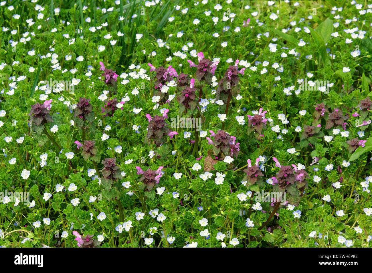 Spring wild meadow in mountains. Nepeta cataria and blue alpine flowers on a green glade in spring. Veronica filiformis is blooming. Stock Photo