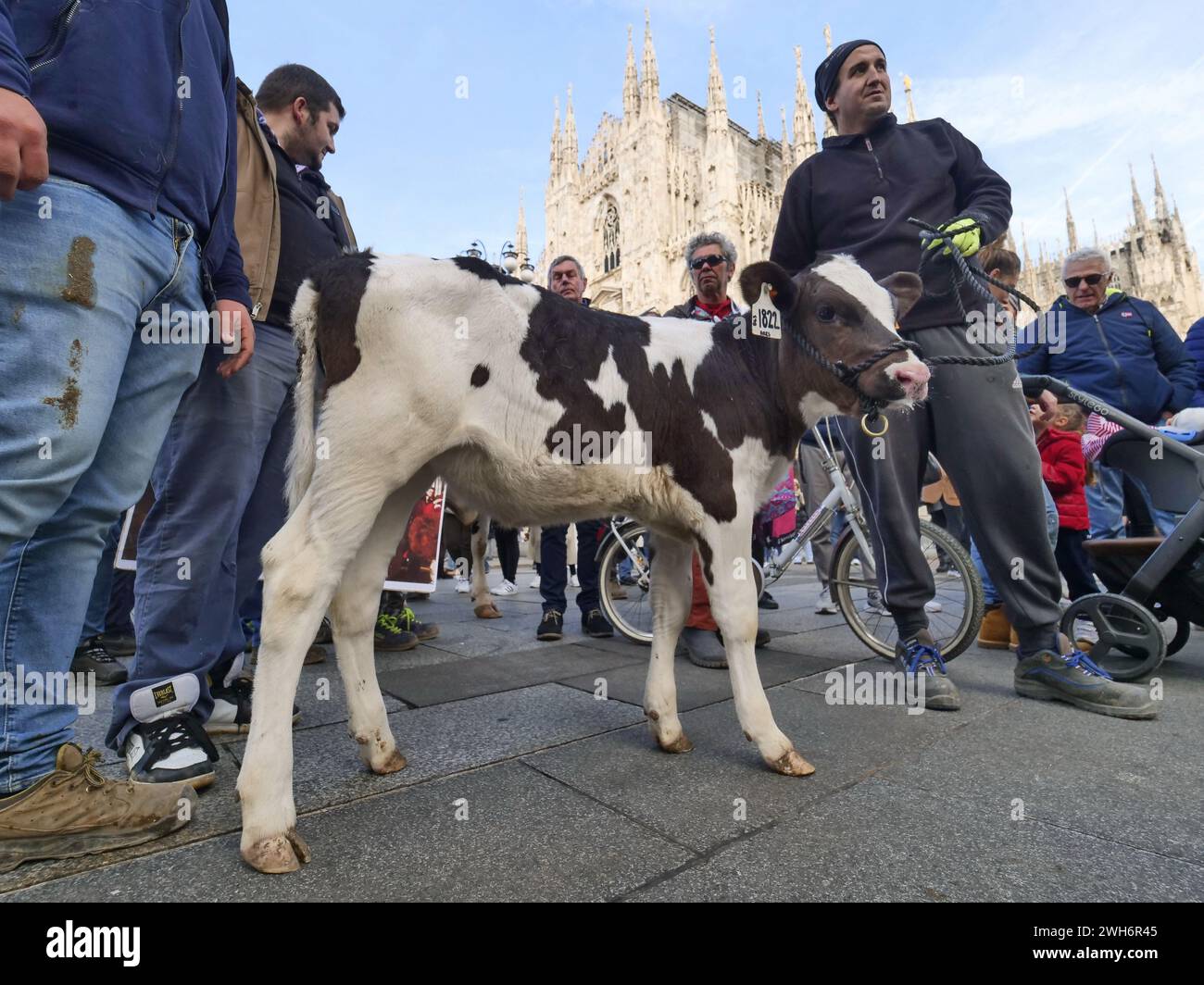 Cows Protest Agricolture protest italy hi-res stock photography and images - Alamy