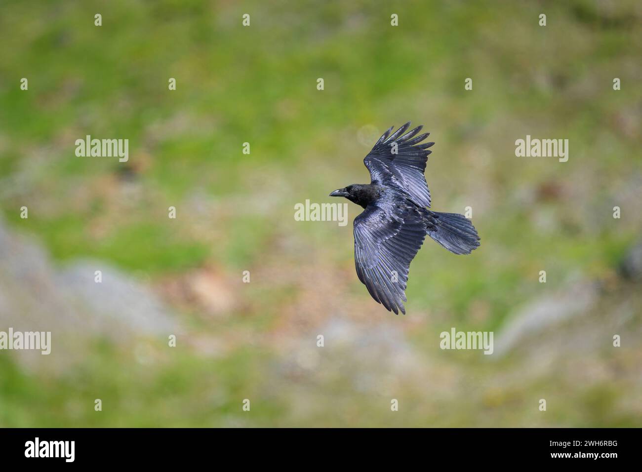 A northern raven in flight on a sunny day in summer in the alps in South Tyrol Italy Stilfs Switzerland Stock Photo