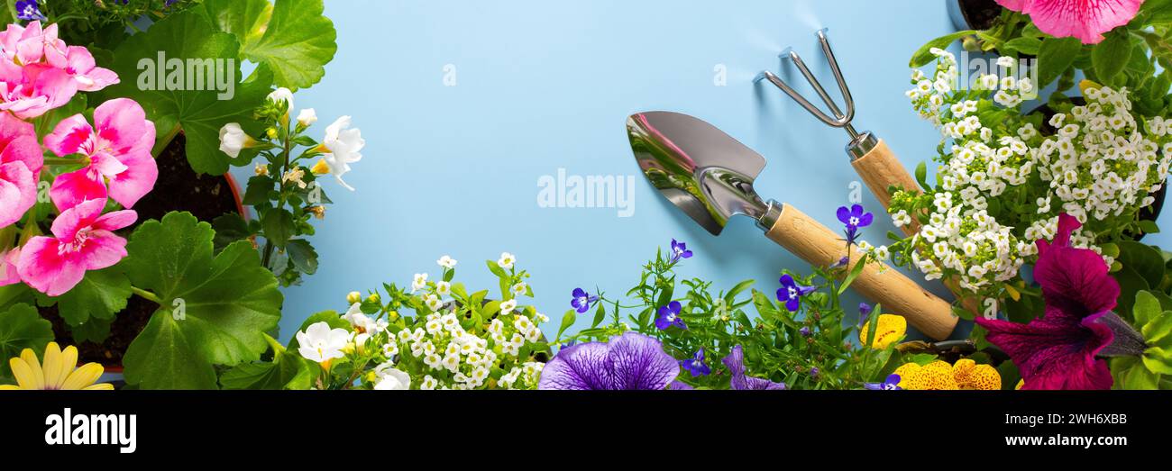 Spring decoration of a home balcony or terrace with flowers banner, Lobelia and Alyssum, Bacopa and Petunia, Geranium and Osteospermum on a blue backg Stock Photo