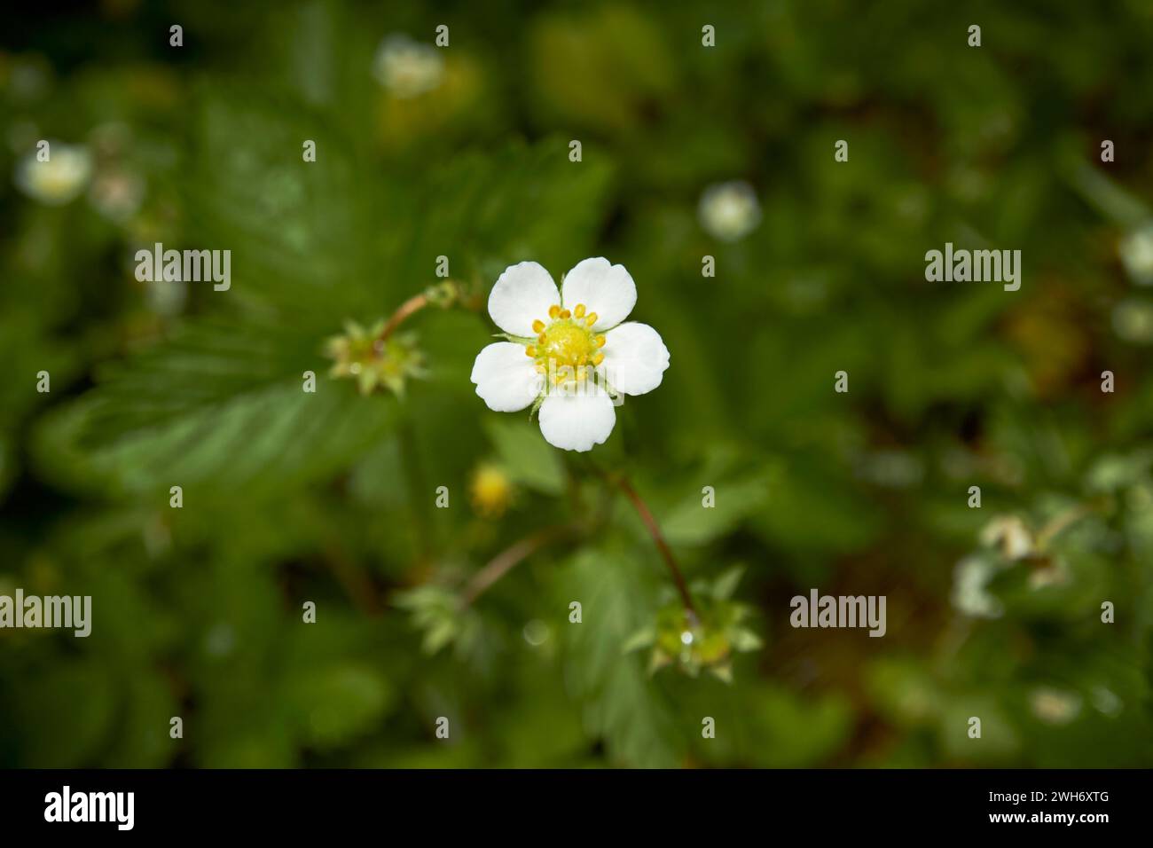 single flower of wild strawberry plant fragaria vesca in woodland lake district cumbria england uk Stock Photo