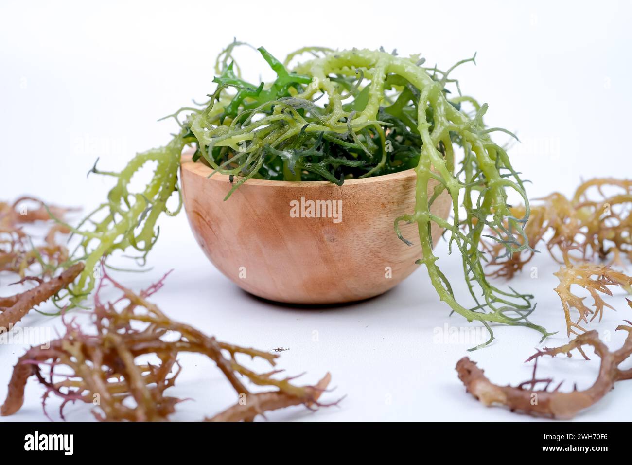 Fresh Graciillaria Spp seaweed in wooden bowl isolated on white background Stock Photo