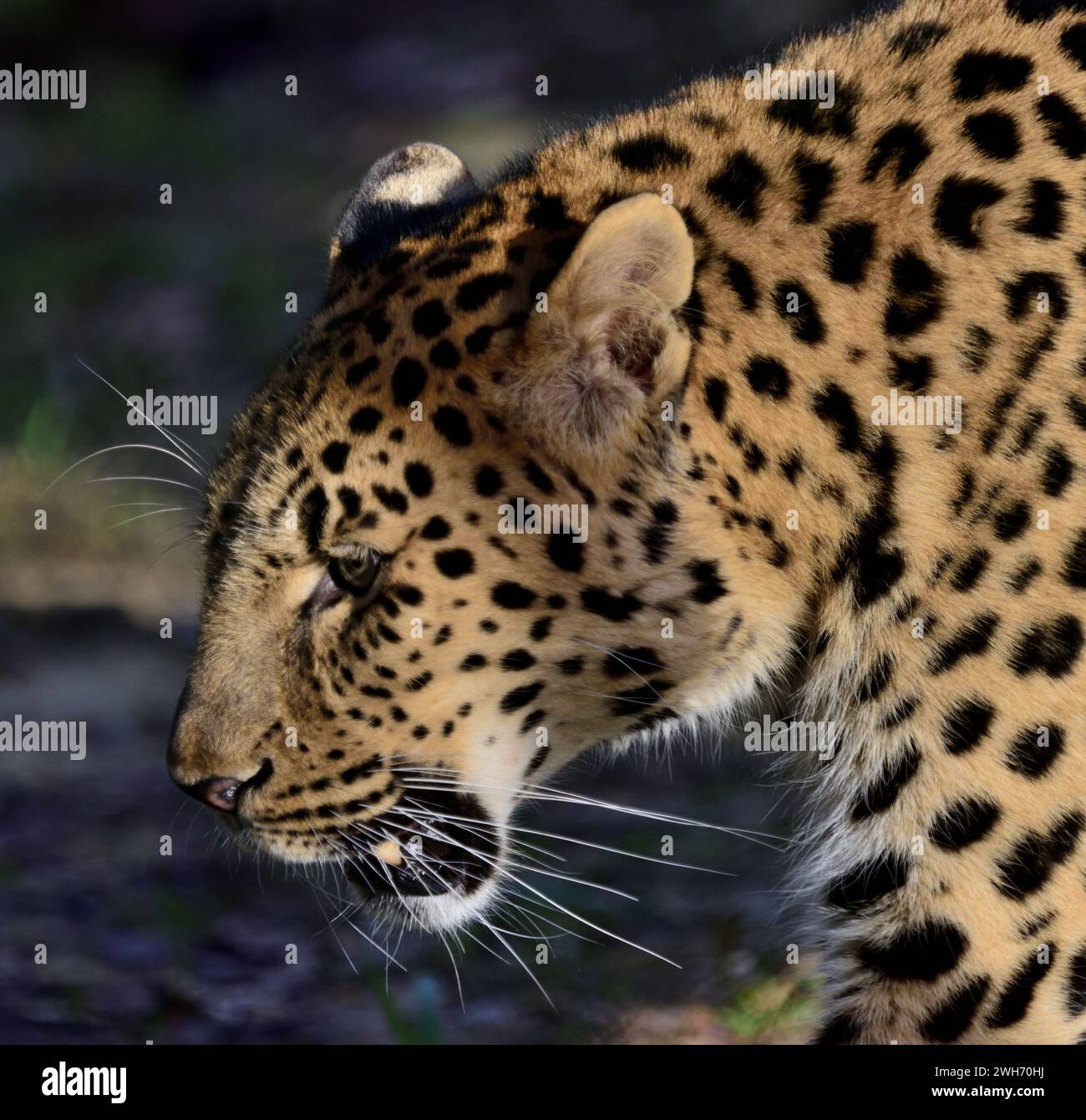 A male Amur Leopard at Dartmoor Zoo Park, Devon Stock Photo Alamy