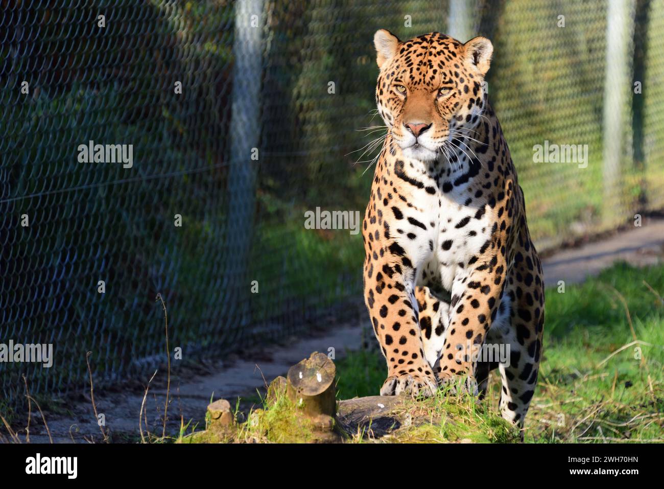 A male jaguar at Dartmoor Zoo Park, Devon Stock Photo Alamy