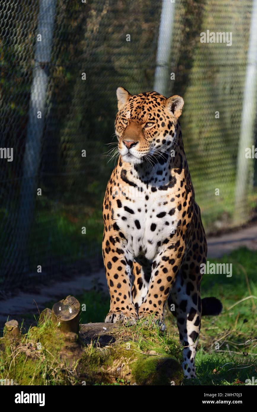 A male jaguar at Dartmoor Zoo Park, Devon Stock Photo - Alamy