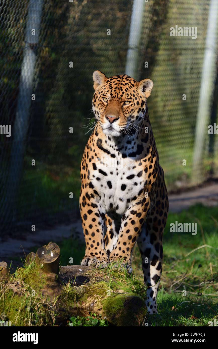 A male jaguar at Dartmoor Zoo Park, Devon Stock Photo Alamy