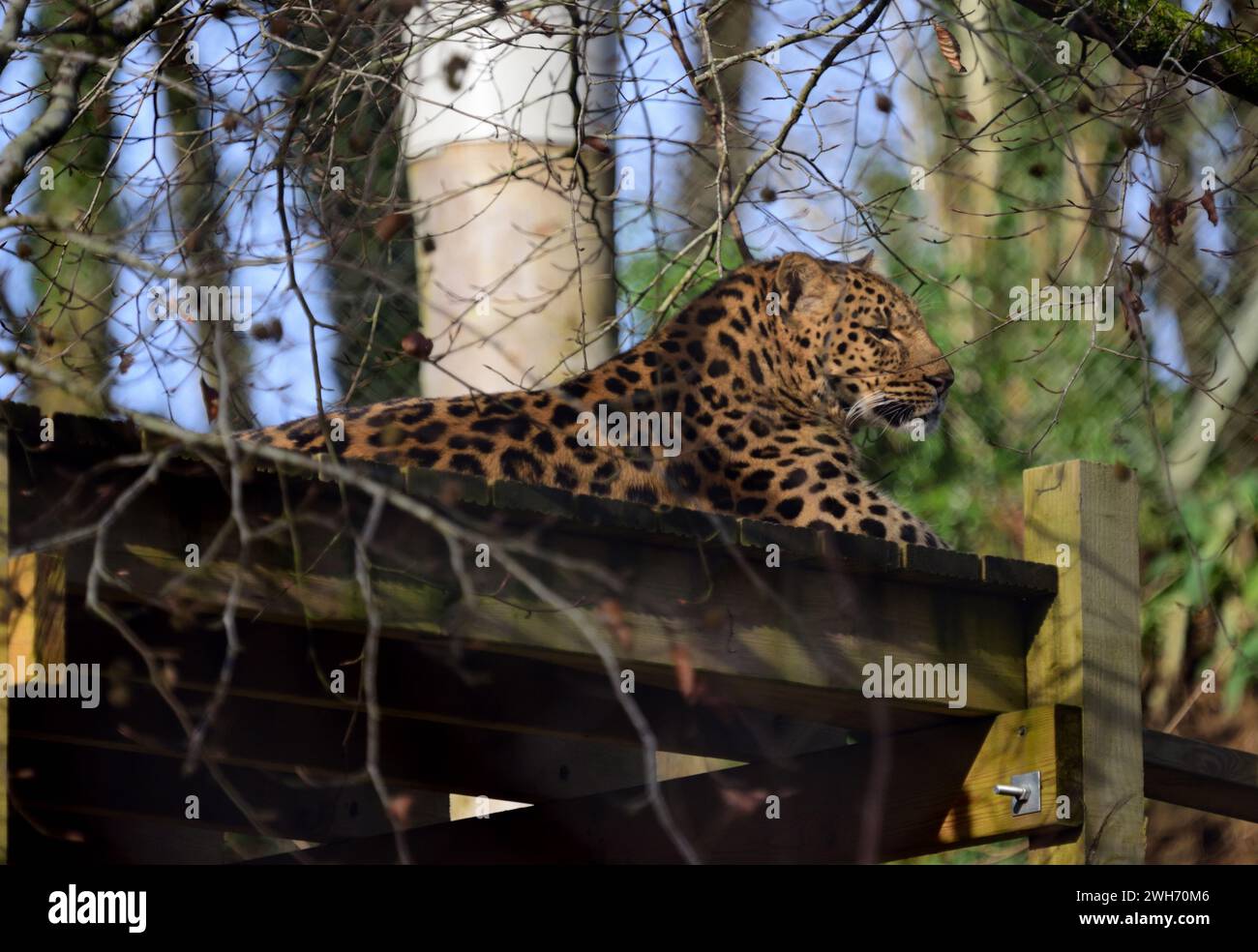 Amur leopard cat siberian leopard hires stock photography and images Alamy
