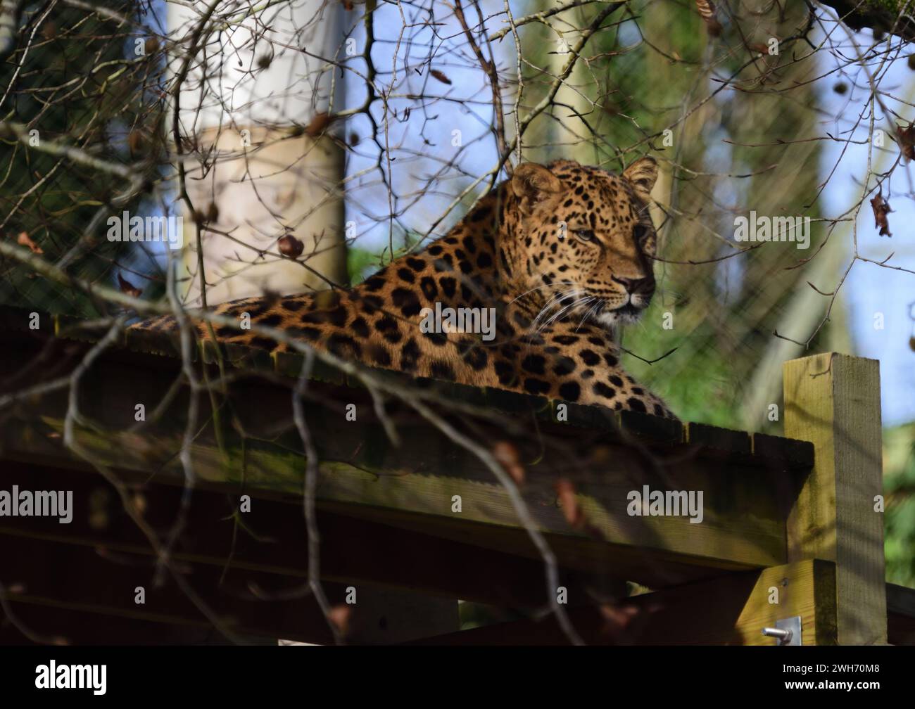 Amur leopard cat siberian leopard hires stock photography and images Alamy
