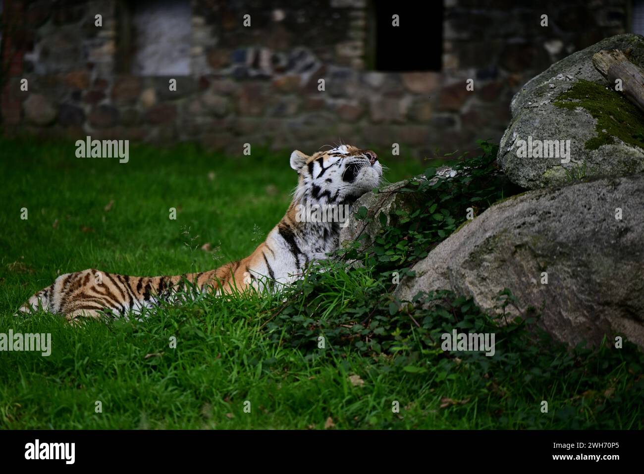 A male Amur Tiger at Dartmoor Zoo Park, Devon Stock Photo Alamy
