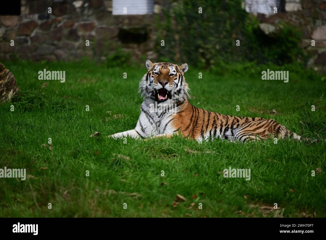 A male Amur Tiger at Dartmoor Zoo Park, Devon Stock Photo Alamy
