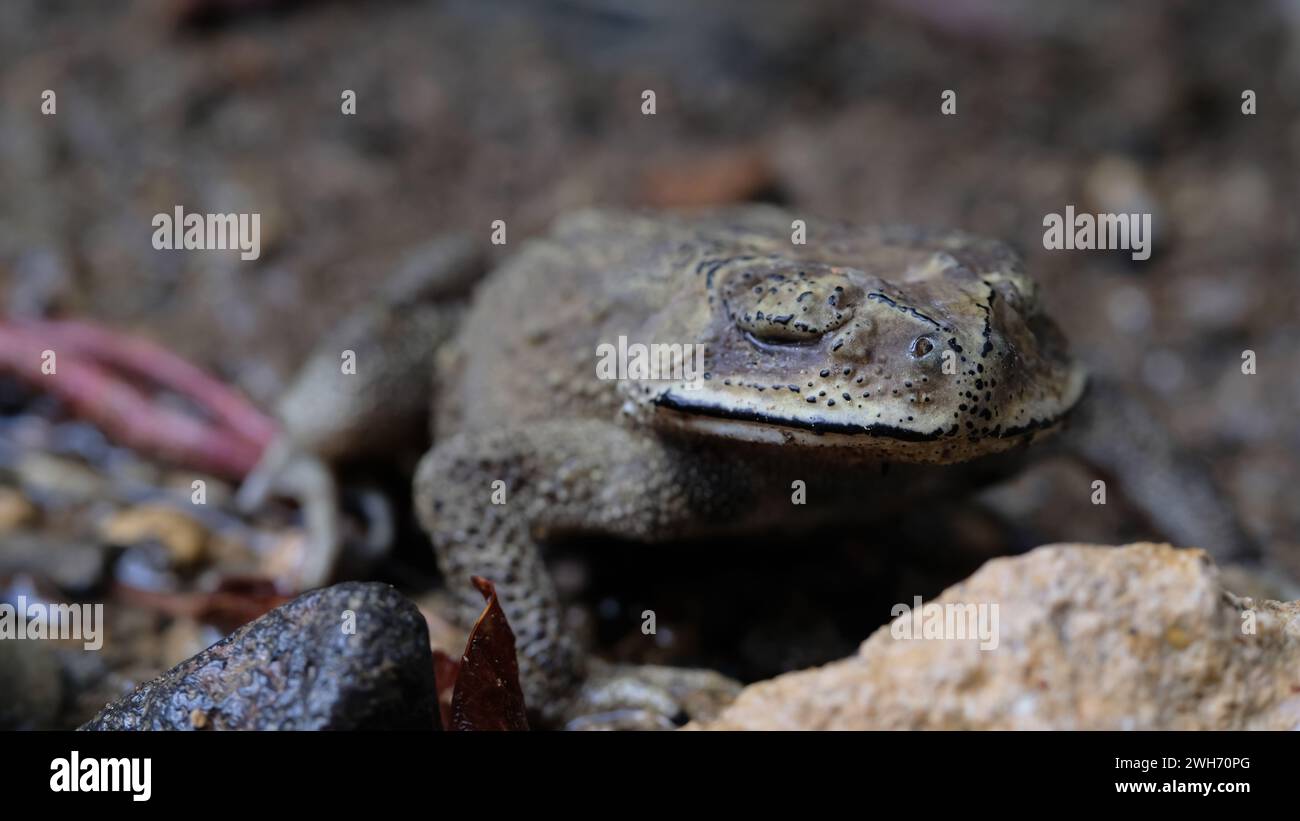 Toad On Rocks Common state reptile hi-res stock photography and images - Alamy