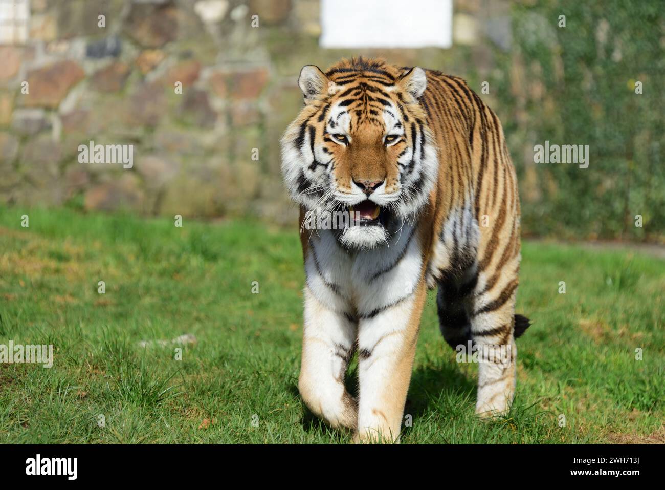 A male Amur Tiger at Dartmoor Zoo Park, Devon Stock Photo Alamy