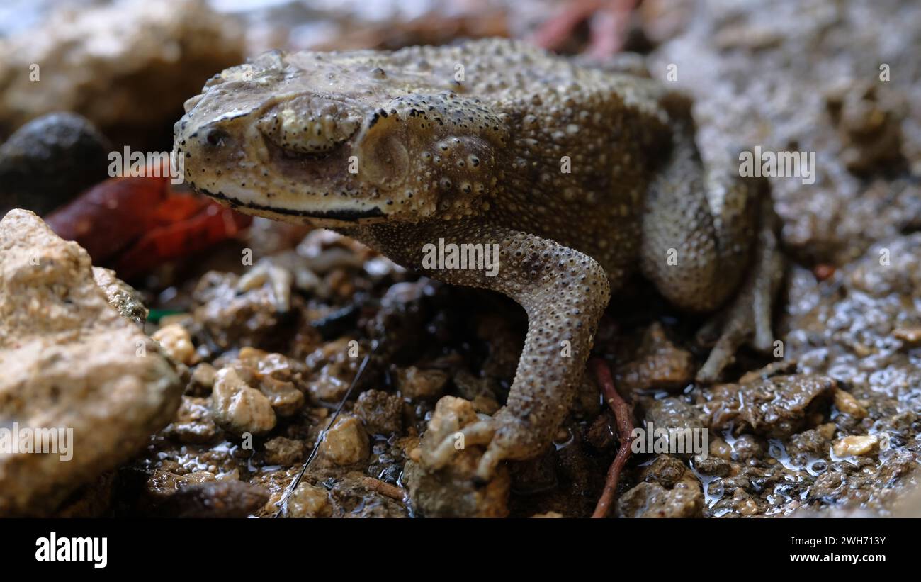 Toad On Rocks Nature zoology carnivore fauna hi-res stock photography and images - Alamy