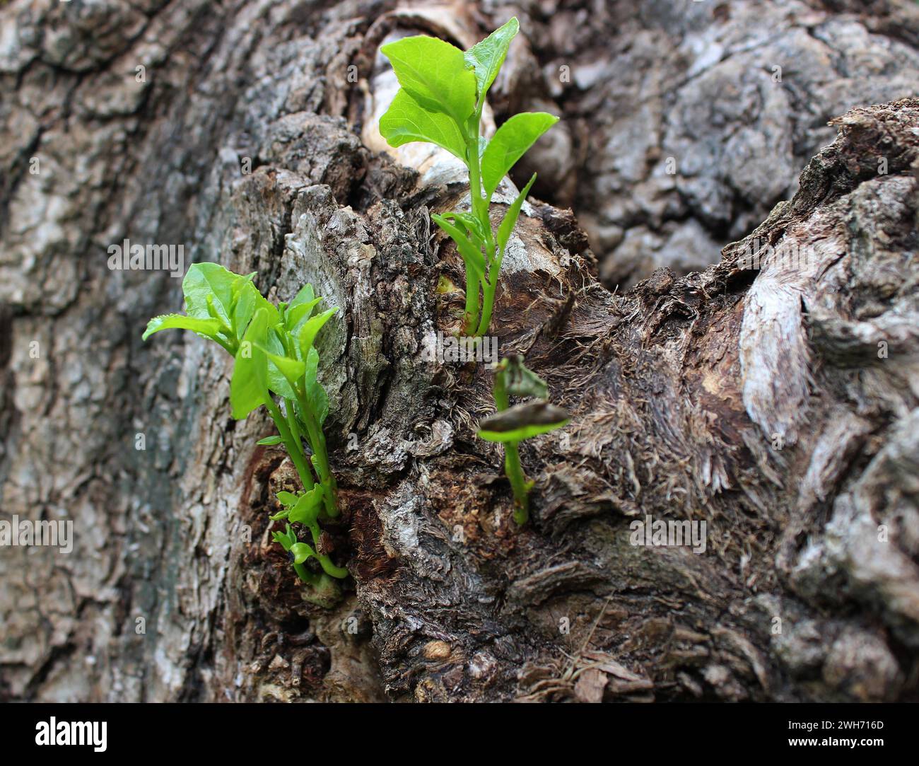Tree Germinate Seedling tree trunk hi-res stock photography and images - Alamy