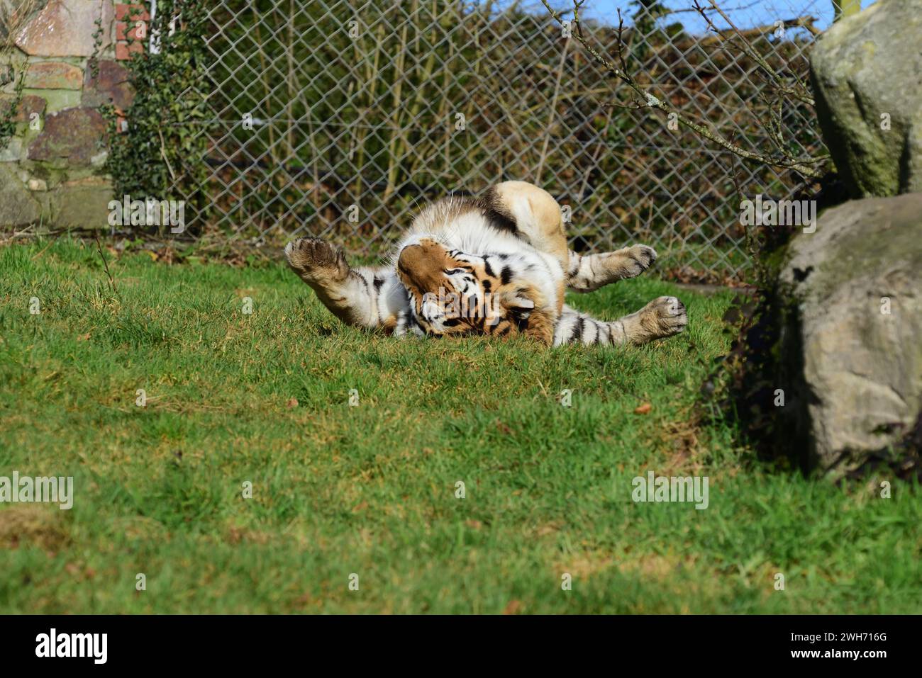A male Amur Tiger at Dartmoor Zoo Park, Devon Stock Photo Alamy