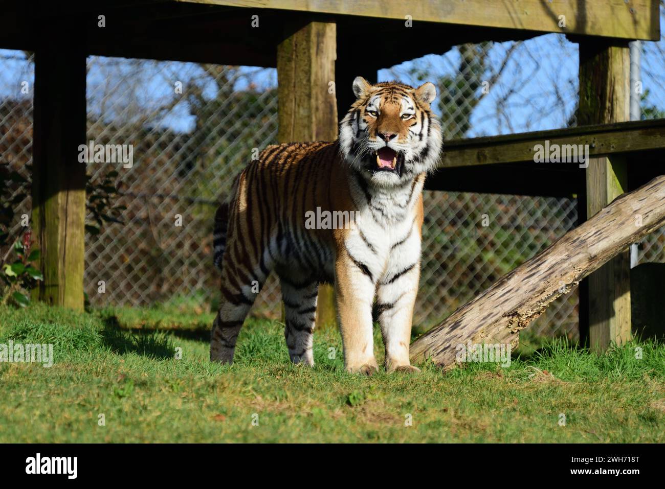 A male Amur Tiger at Dartmoor Zoo Park, Devon Stock Photo Alamy