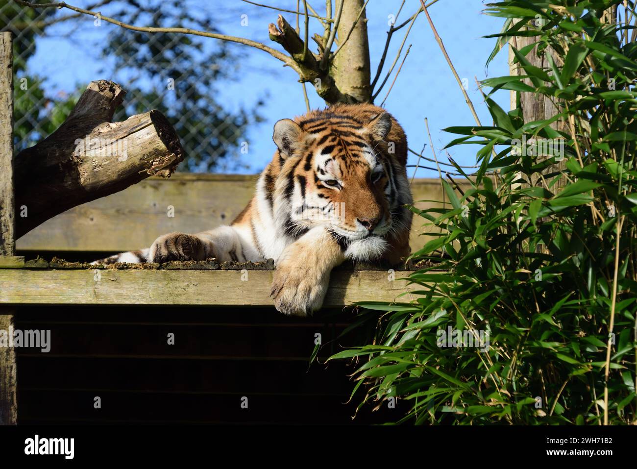 A male Amur Tiger at Dartmoor Zoo Park, Devon Stock Photo Alamy