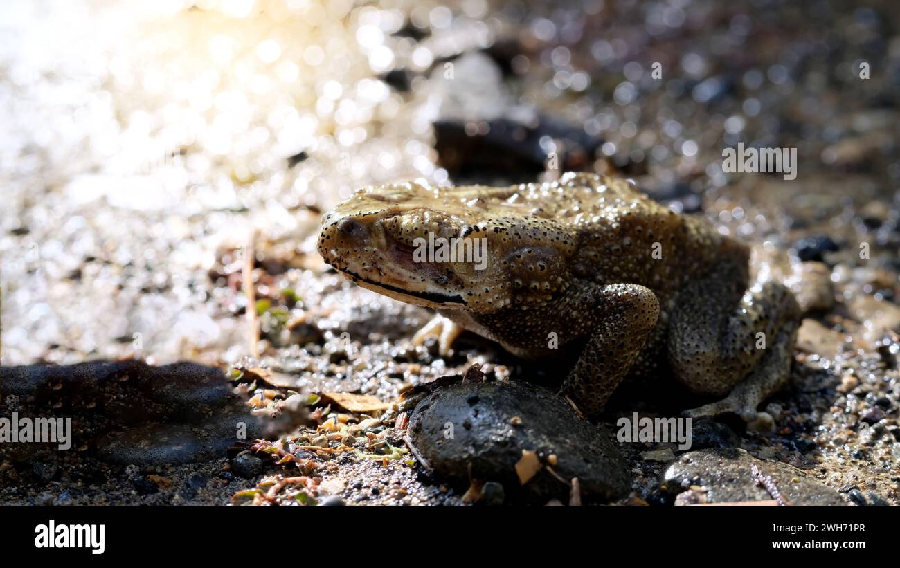 Toad On Rocks Vertebrate zoology hi-res stock photography and images - Alamy