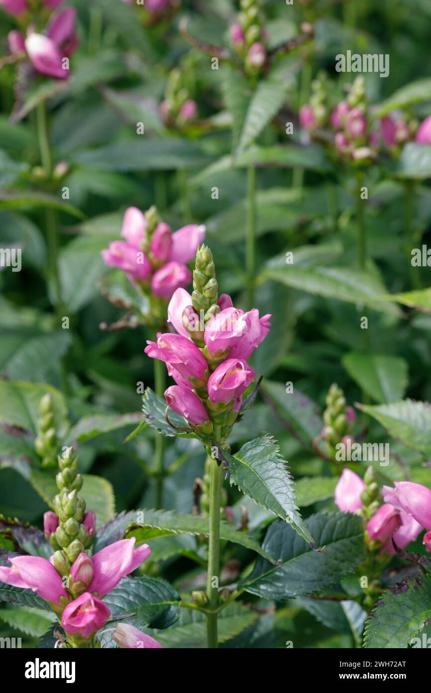 Chelone obliqua. Twisted shell flower. Stock Photo