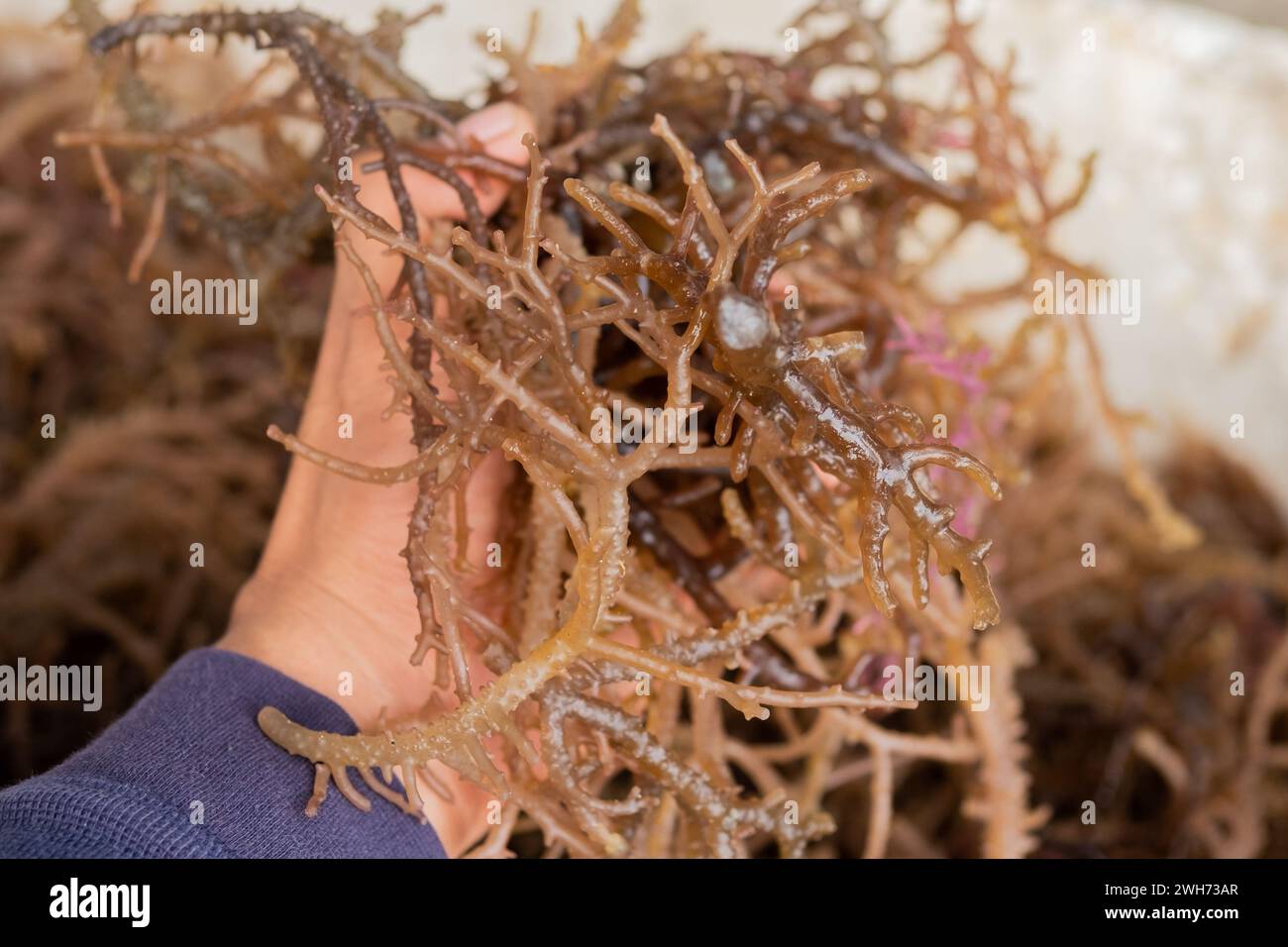 Freshly harvested seaweed Stock Photo