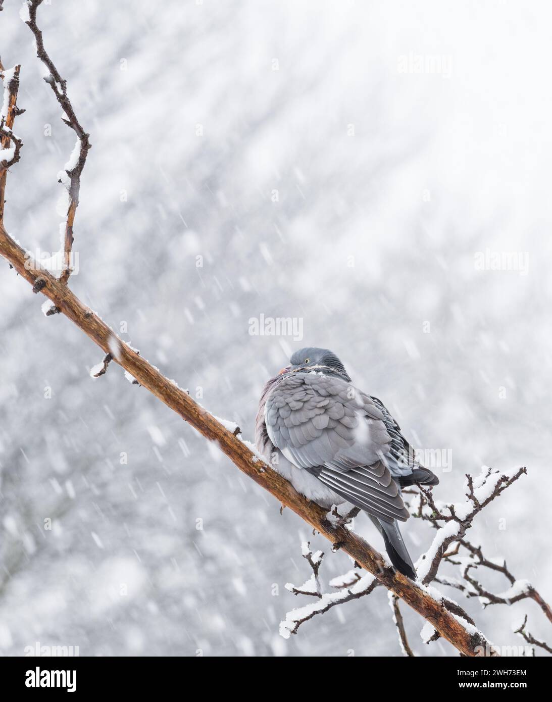 Mansfield Woodhouse, England, UK. 8th Feb, 2024. U.K. Weather. Wood Pigeon hunkers down on a branch, sheltering against heavy snow showers in the East Midlands. Credit: Alan Keith Beastall/Alamy Live News Stock Photo