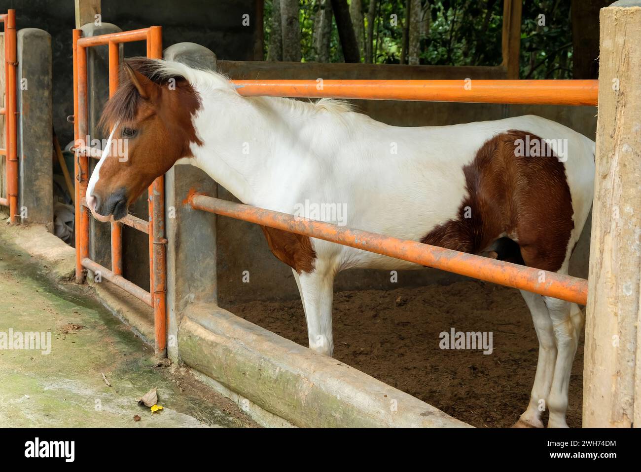 Beautiful purebred horse at the stable door. Foal at the stable door. Horse ranch. Stock Photo