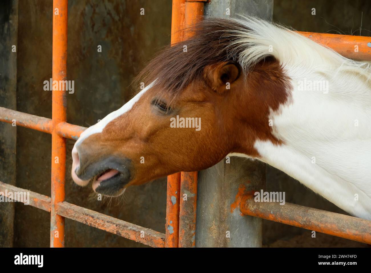 Purebred horse at the stable door. Foal at the stable door. Horse ranch. Stock Photo