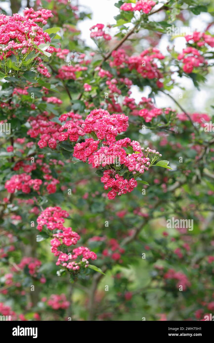 Crataegus laevigata 'Paul's Scarlet' flowering. Stock Photo
