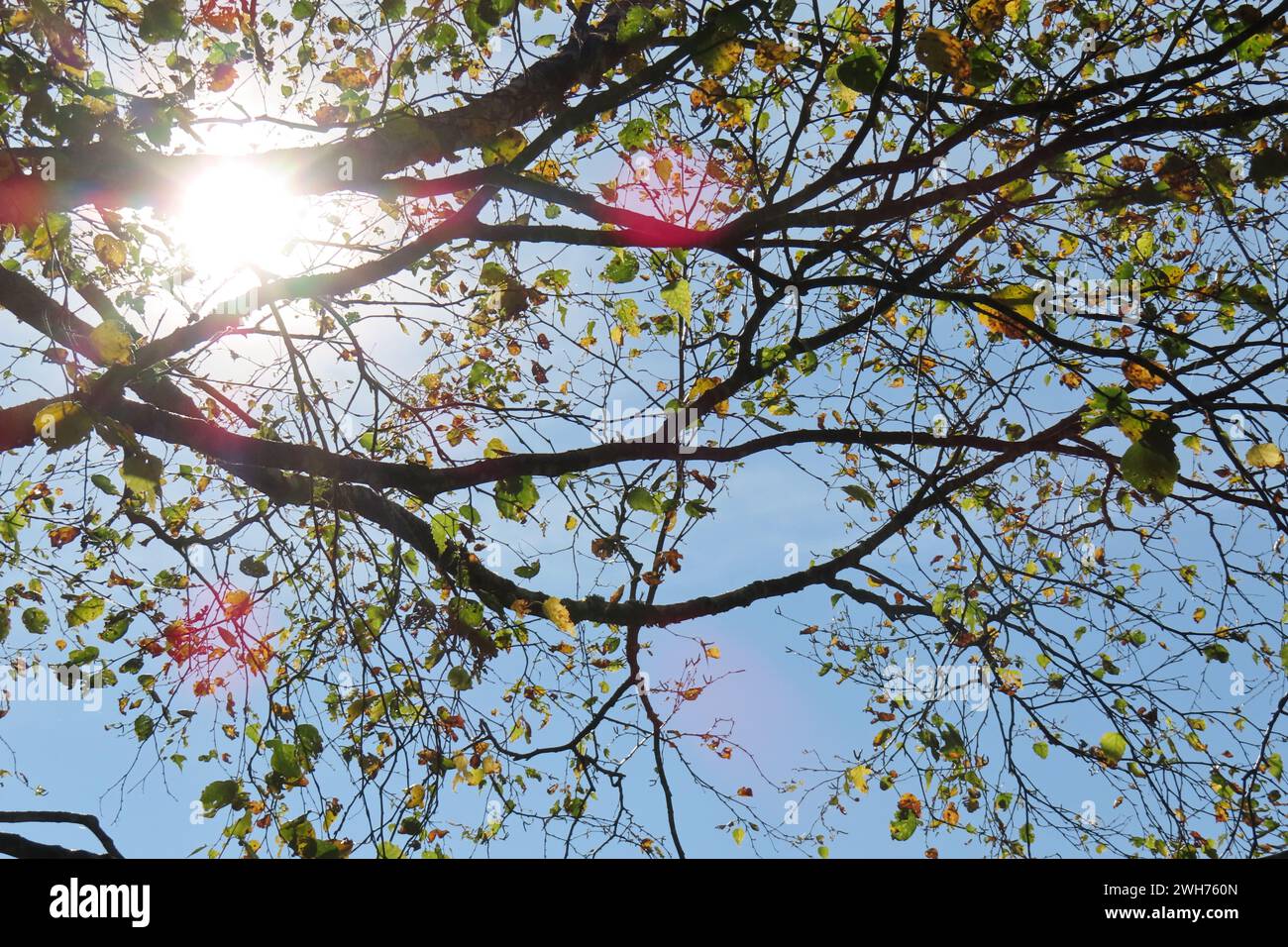 Branches of a tree in autumn with blue sky and sun rays Stock Photo - Alamy