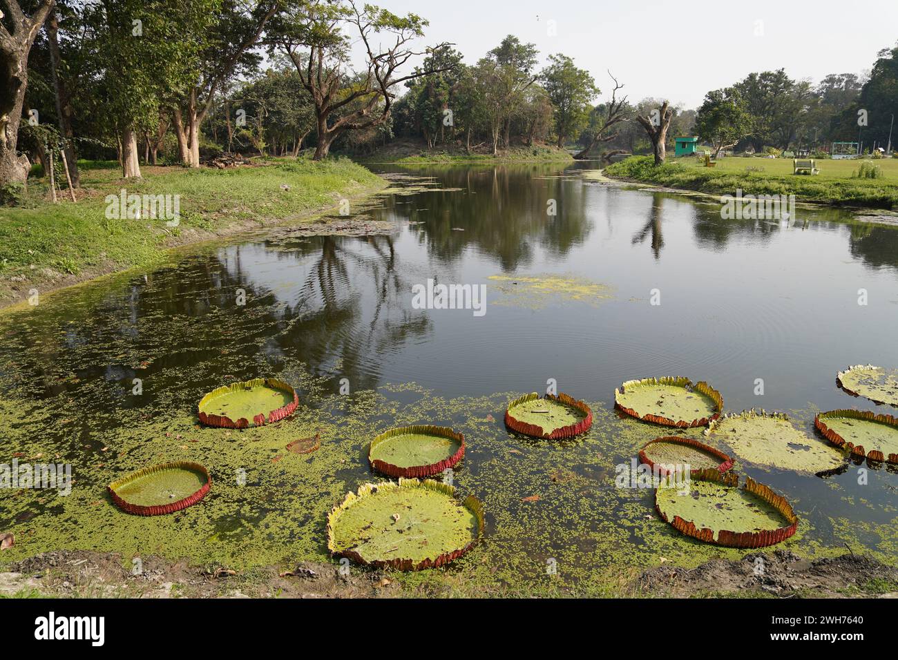 Victoria amazonica or Giant Water Lily on the King's lake. Acharya