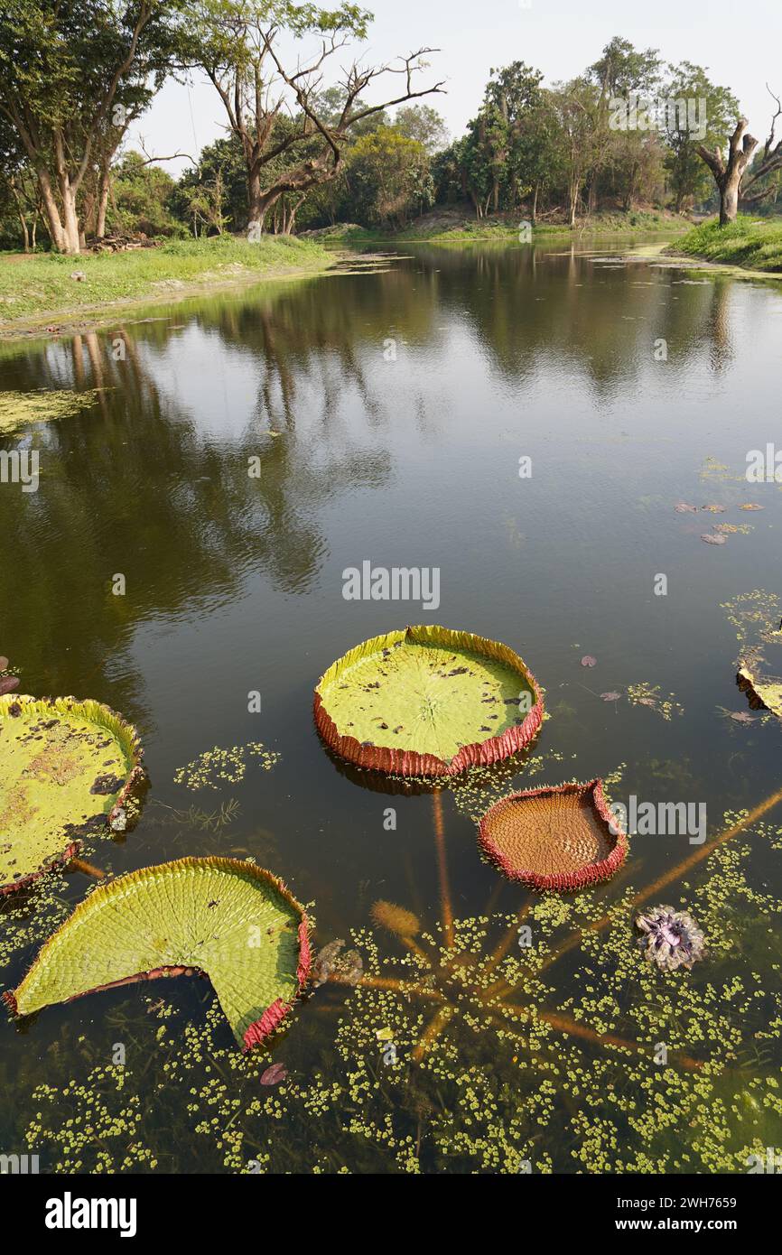 Victoria amazonica or Giant Water Lily on the King's lake. Acharya