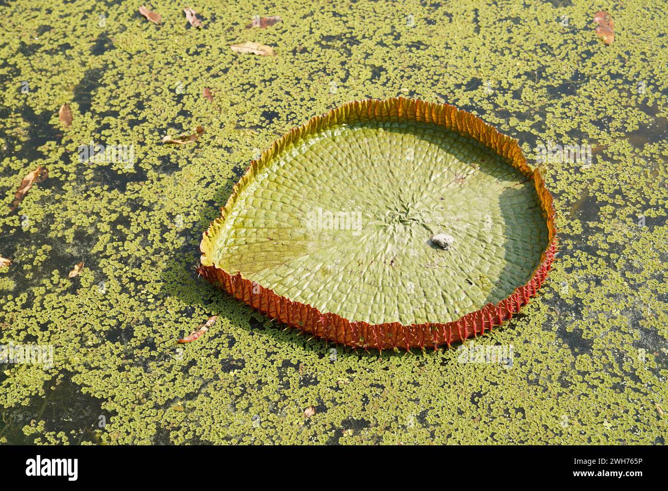 Victoria amazonica or Giant Water Lily on the King's lake. Acharya