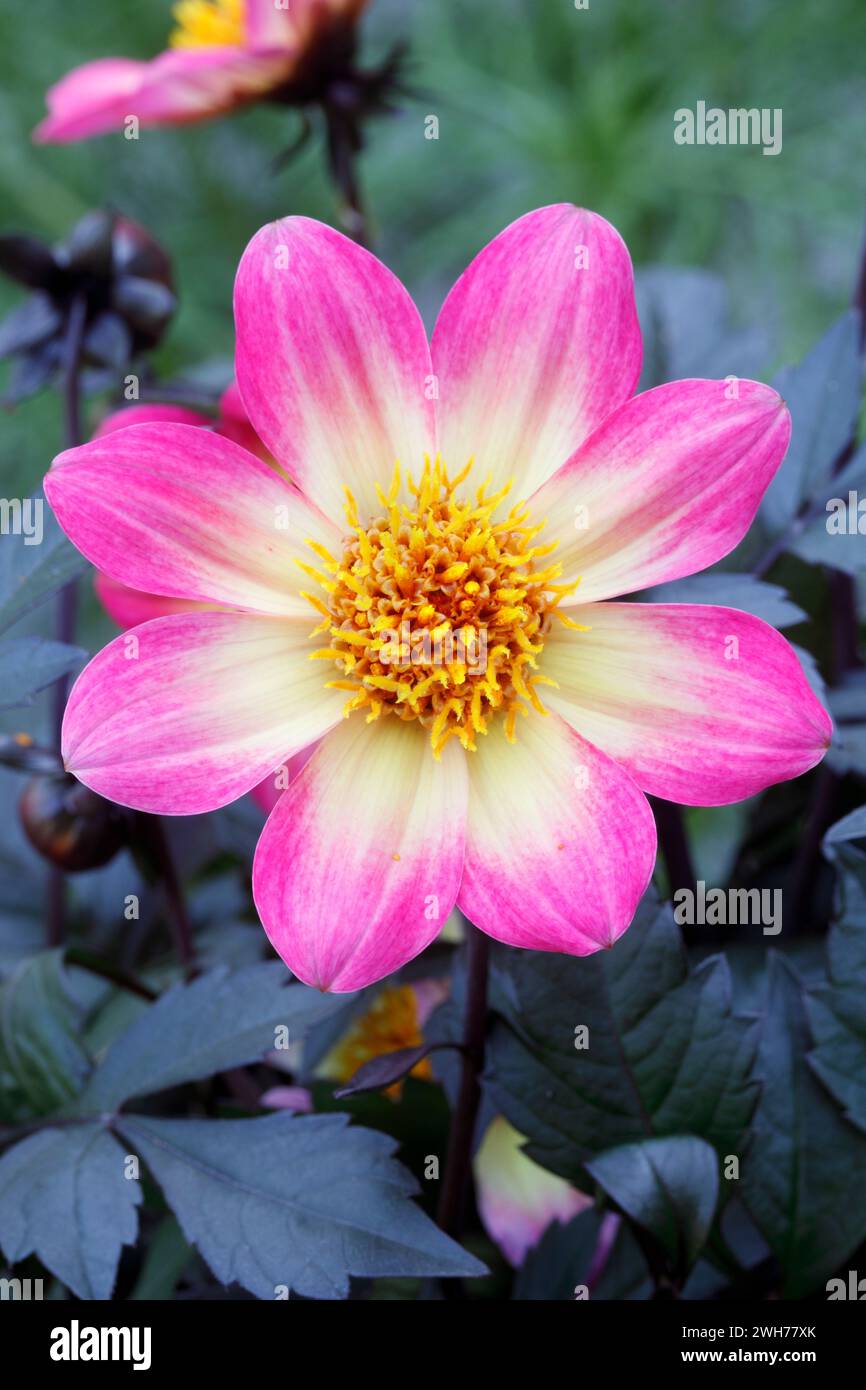 Dahlia Happy Days Halo flower Stock Photo