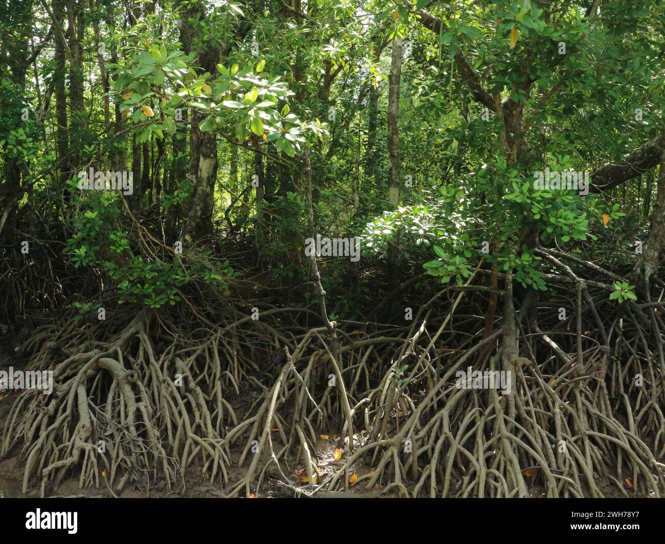 Mangrove forests growing in saltwater swamps are easy to find in tropical areas Stock Photo