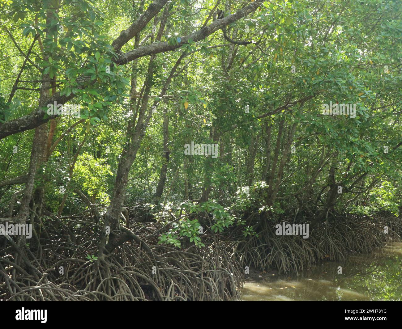 Mangrove forests growing in saltwater swamps are easy to find in tropical areas Stock Photo