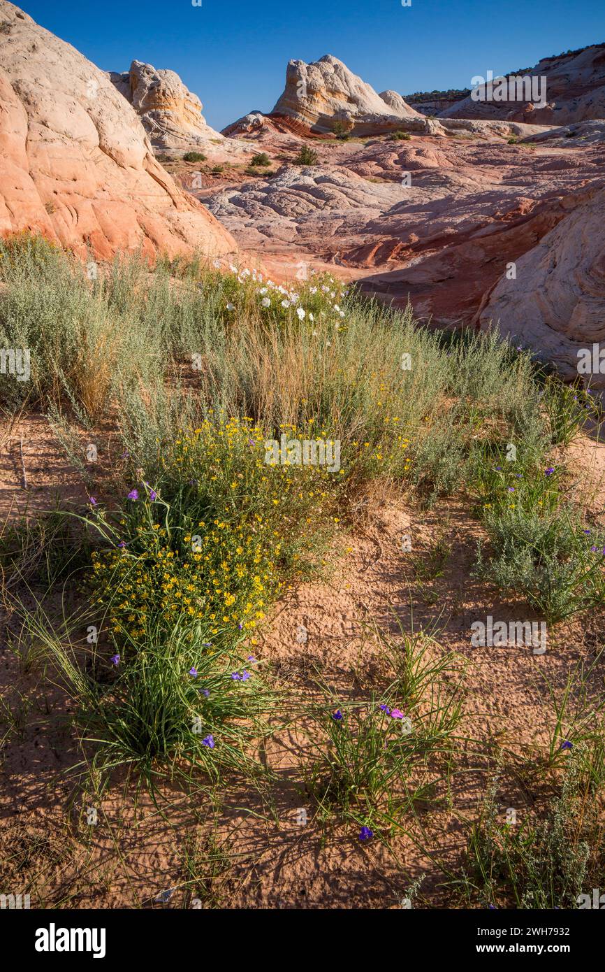 Wildflowers in bloom in the White Pocket Recreation Area, Vermilion Cliffs National Monument, Arizona. Stock Photo