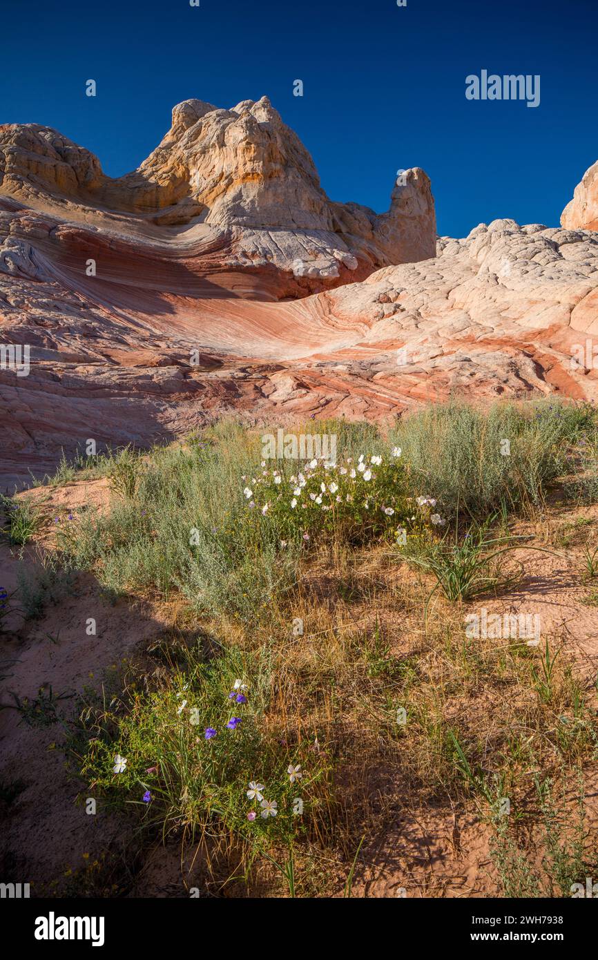 Wildflowers in bloom in the White Pocket Recreation Area, Vermilion Cliffs National Monument, Arizona. Stock Photo