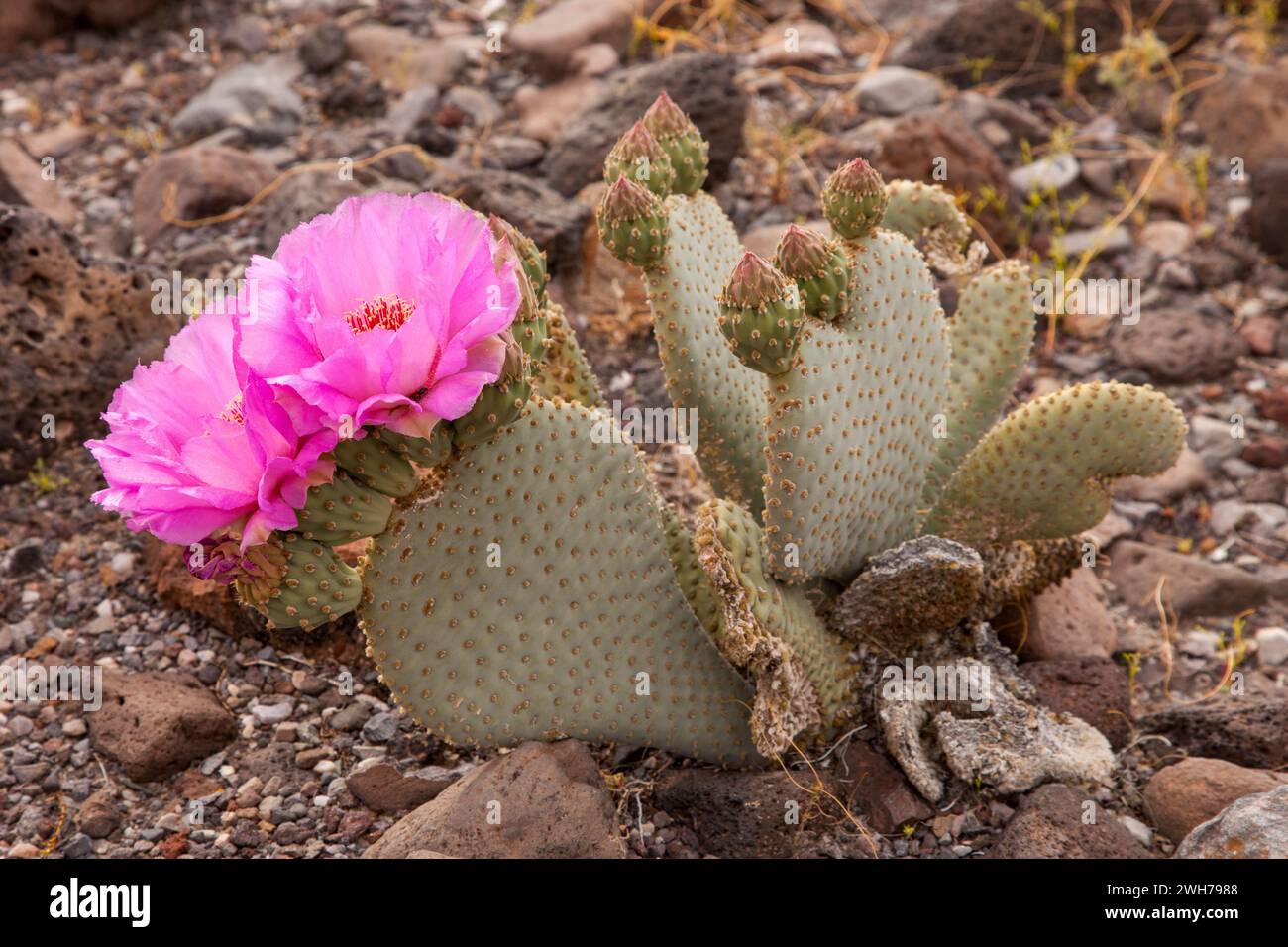 Beavertail Cactus, Opuntia basilaris, in bloom in spring in Death Valley National Park in the Mojave Desert in California. Stock Photo