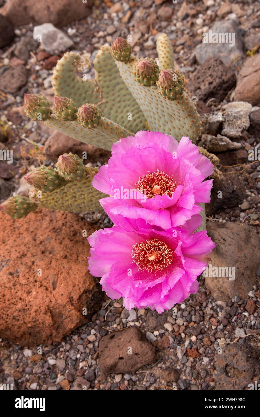 Beavertail Cactus, Opuntia basilaris, in bloom in spring in Death Valley National Park in the Mojave Desert in California. Stock Photo