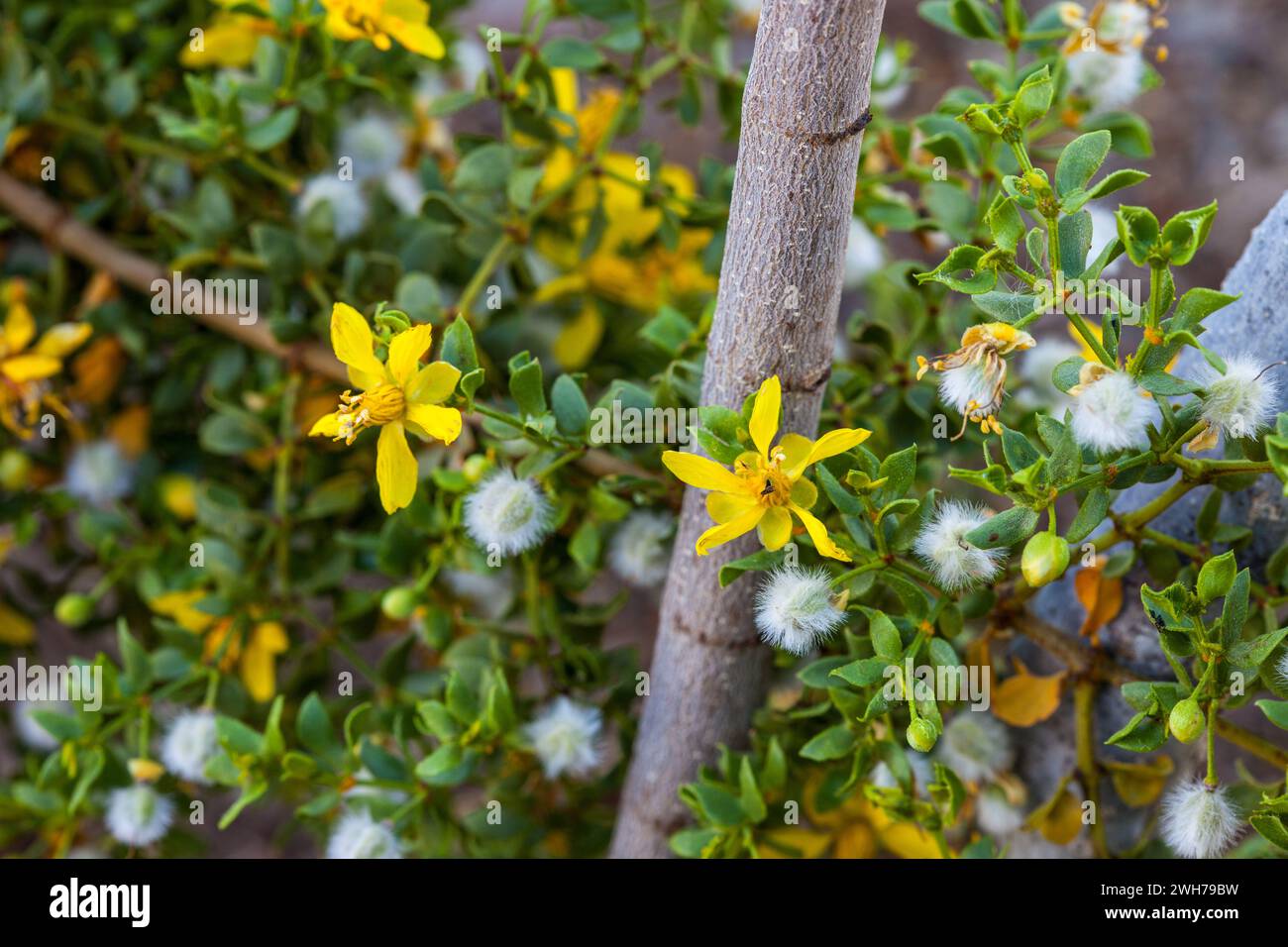 Buds, flowers & seeds of Creosote Bush, Larrea tridentata, in the Mojave Desert in Death Valley National Park, California. Stock Photo
