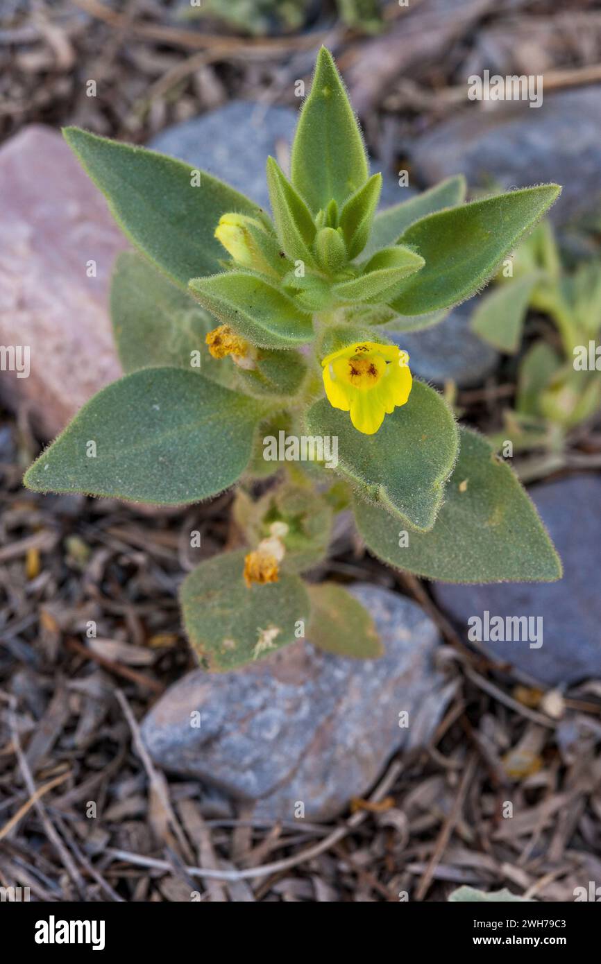 Lesser Mojavea, Mohavea breviflora, in bloom in spring in Death Valley National Park in the Mojave Desert in California. Stock Photo