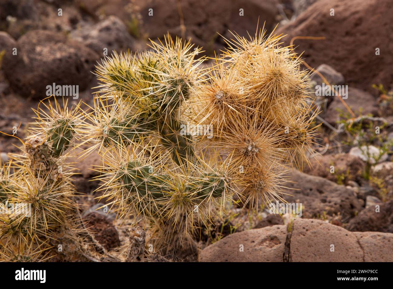 Silver Cholla, Cylindropuntia echinocarpa, in bloom in spring in Death Valley National Park in the Mojave Desert in California. Stock Photo