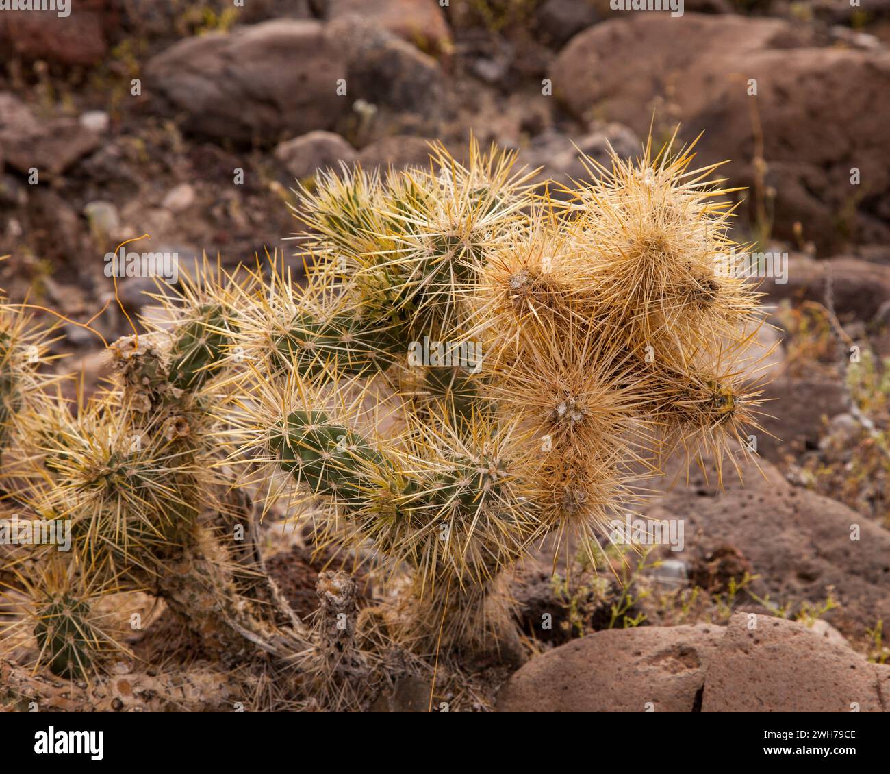 Silver Cholla, Cylindropuntia echinocarpa, in bloom in spring in Death Valley National Park in the Mojave Desert in California. Stock Photo