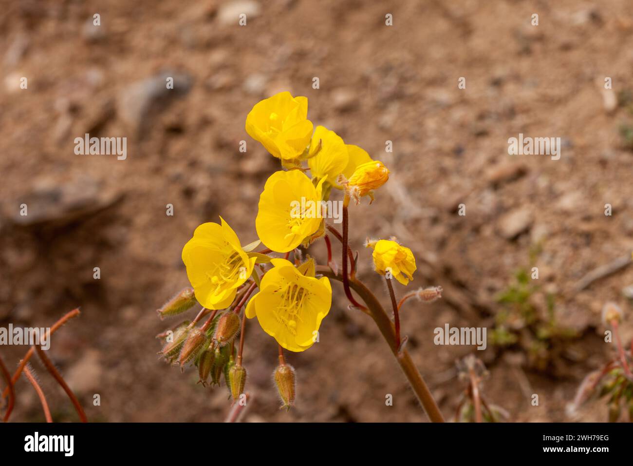 Golden Evening-Primrose, Camissonia brevipes, in bloom in spring in Death Valley National Park in the Mojave Desert in California. Stock Photo