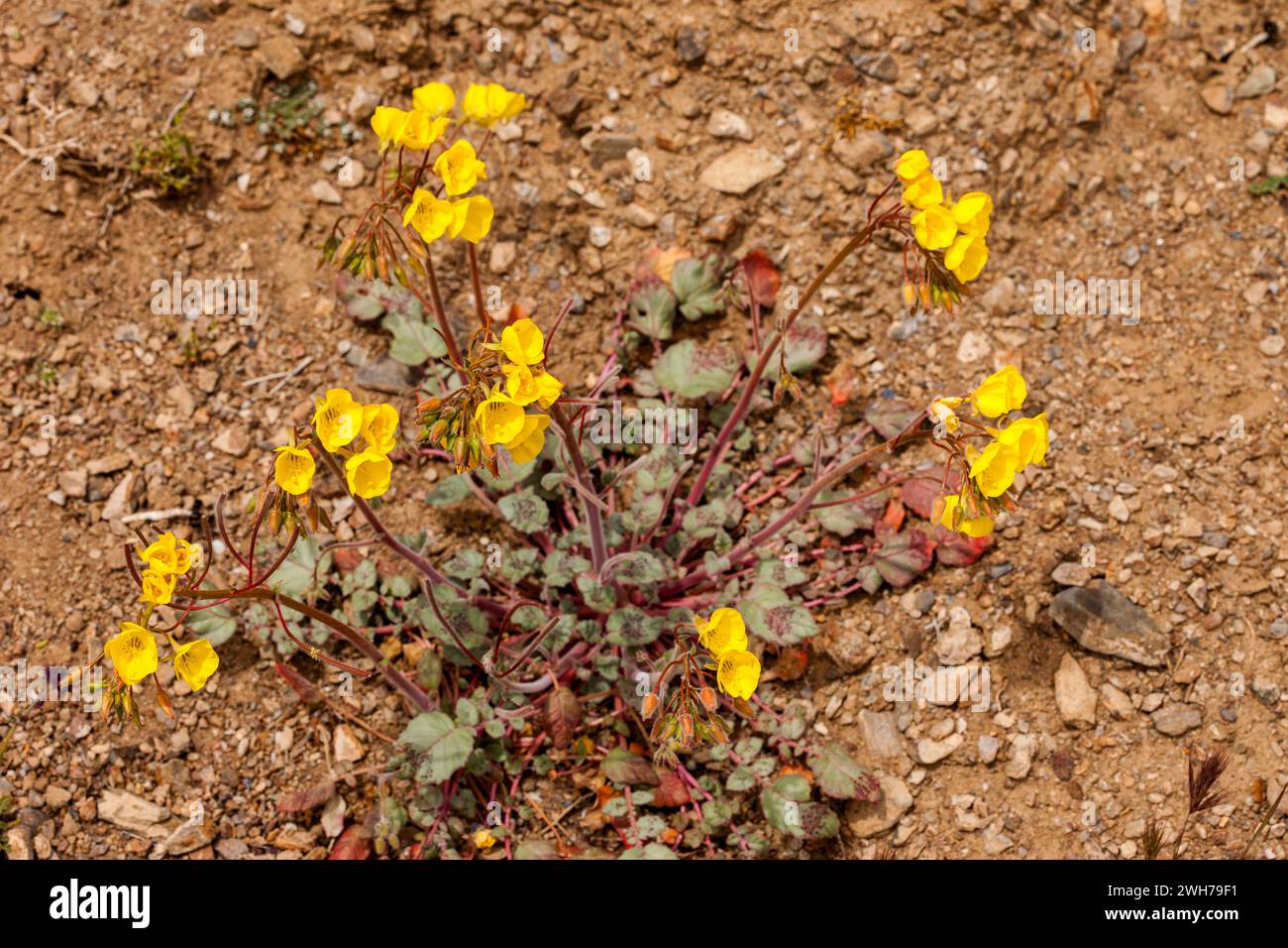 Golden Evening-Primrose, Camissonia brevipes, in bloom in spring in Death Valley National Park in the Mojave Desert in California. Stock Photo