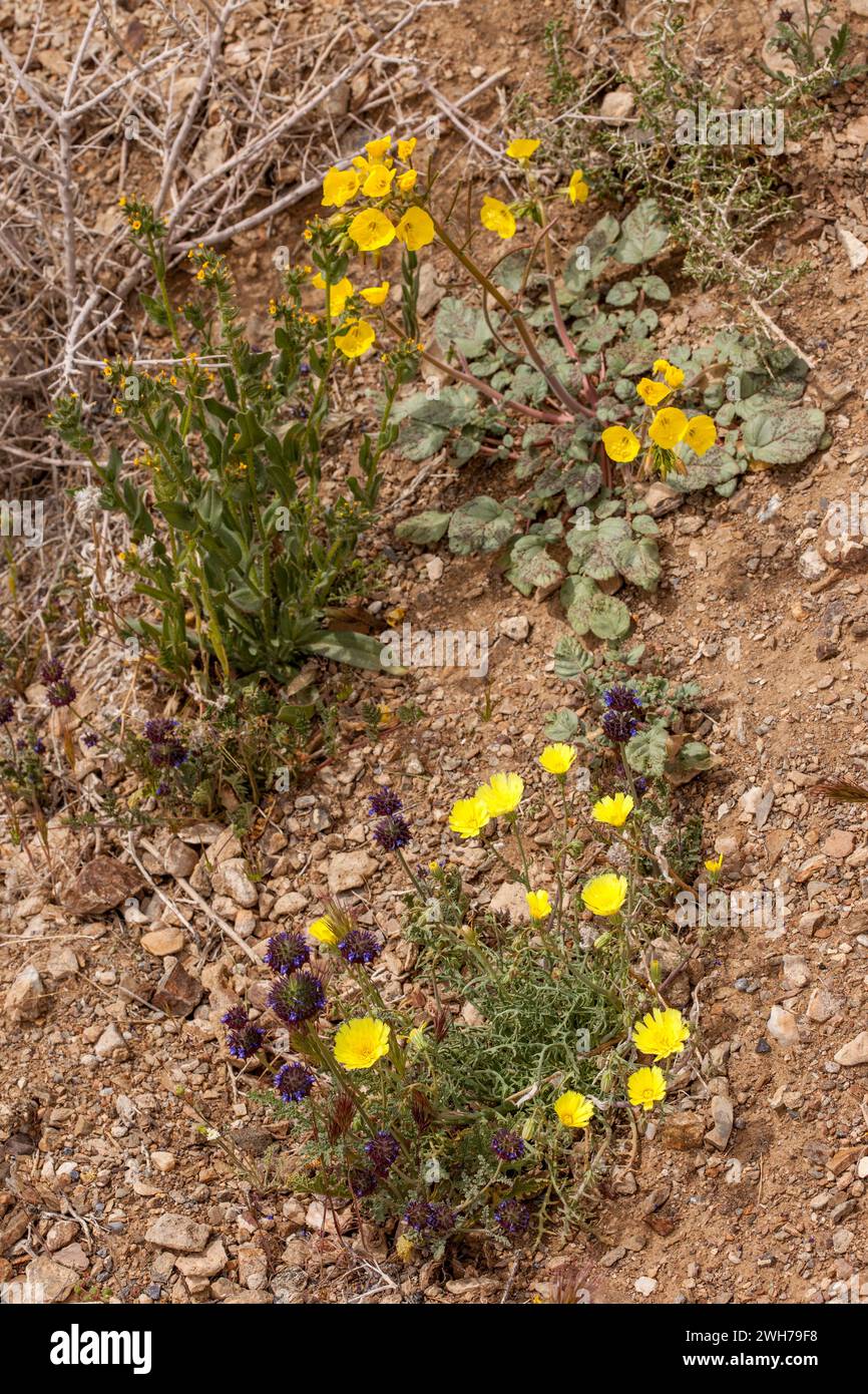 Desert Chia, Desert Dandelion & Golden Evening Primrose in bloom in the Mojave Desert in Death Valley National Park, California. Stock Photo
