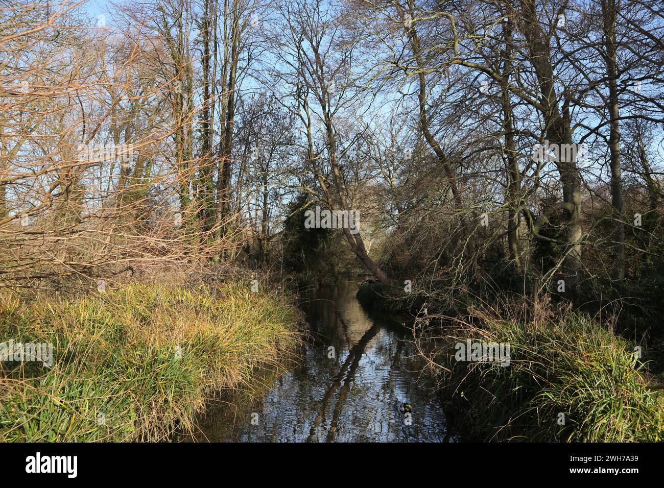 Morden Hall Park Trees on the Banks of the River Wandle London England Stock Photo