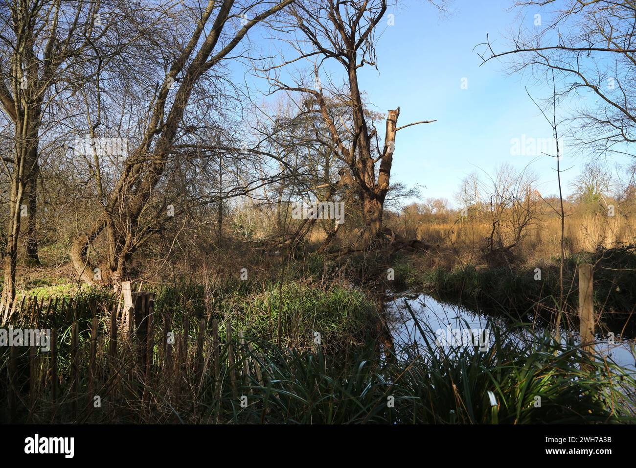 Morden Hall Park Trees on the Banks of the River Wandle London England Stock Photo